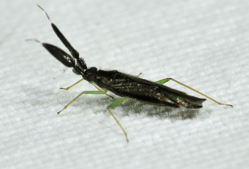 Heterotoma planicornis Pallas